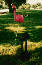 A flamingo?